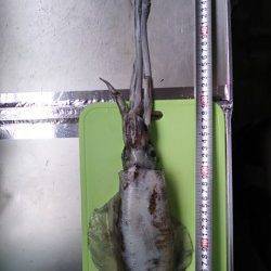 城ヶ崎　粘った末にエギングでアオリイカゲット☆