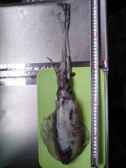 城ヶ崎　粘った末にエギングでアオリイカゲット☆