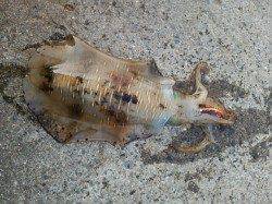 夏アオリ狙いエギング！キロアップも！