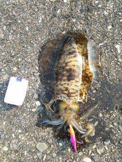 萩尾にてエギング〜夏イカを狙いにいってきました♪