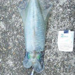 萩尾にてエギング〜夏イカを狙いにいってきました♪