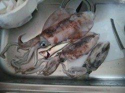 夏アオリ狙いエギング！キロアップも！