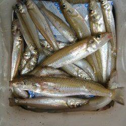 神崎海岸で投げ釣り〜1投目でキス4連♪