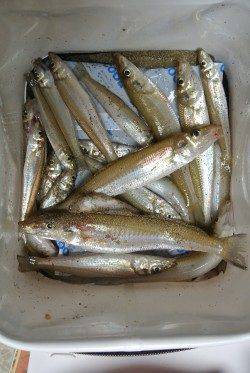 神崎海岸で投げ釣り〜1投目でキス4連♪