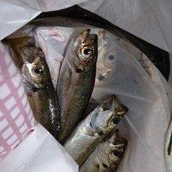 泉佐野食品コンビナート　夕方のサビキ釣りでアジ快釣