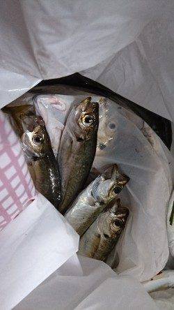 泉佐野食品コンビナート　夕方のサビキ釣りでアジ快釣