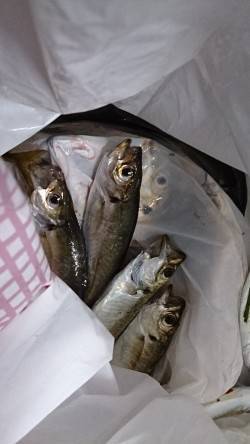 泉佐野食品コンビナート　夕方のサビキ釣りで…