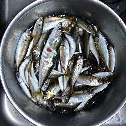 泉佐野食品コンビナート　夕方のサビキ釣りでアジ快釣