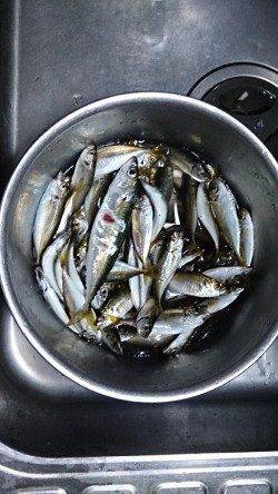 泉佐野食品コンビナート　夕方のサビキ釣りでアジ快釣
