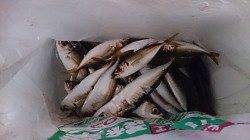 食品コンビナートで早朝のサビキに小アジコンスタント！