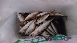 食品コンビナートで早朝のサビキに小アジコン…