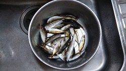 食品コンビナートで早朝のサビキに小アジコンスタント！