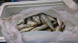 食品コンビナートで早朝サビキでアジ好調