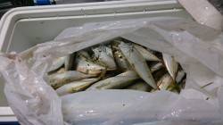 食品コンビナートで早朝サビキでアジ好調