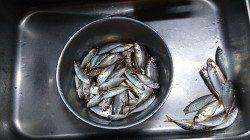 食品コンビナートで早朝サビキでアジ好調