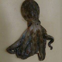 泉佐野食品コンビナート　タコエギでタコ1匹乗ってきました