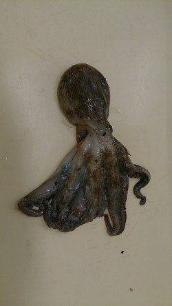 泉佐野食品コンビナート　タコエギでタコ1匹乗ってきました