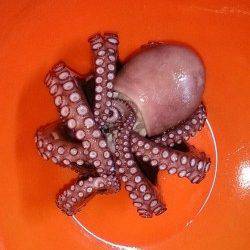 泉佐野食品コンビナート　タコエギでタコ1匹乗ってきました