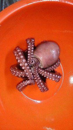 泉佐野食品コンビナート　タコエギでタコ1匹乗ってきました