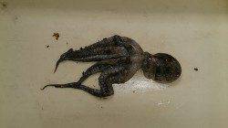 泉佐野食品コンビナートでタコの新子Get