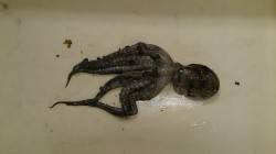 泉佐野食品コンビナートでタコの新子Get