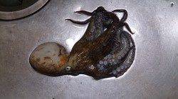 泉佐野食品コンビナートでタコの新子Get