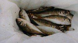 岸和田港　飛ばしサビキで中アジ含め小アジget