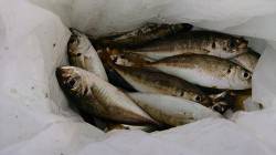 岸和田港　飛ばしサビキで中アジ含め小アジg…