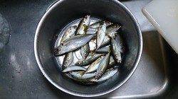 岸和田港　飛ばしサビキで中アジ含め小アジget