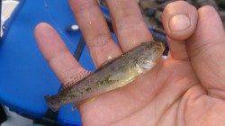 淀川河口　ウキ釣りで楽しむテナガエビ＆ハゼ