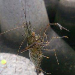 淀川河口　ウキ釣りで楽しむテナガエビ＆ハゼ