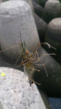 淀川河口　ウキ釣りで楽しむテナガエビ＆ハゼ…