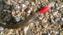 淀川河口　ルアーで狙うハゼゲーム