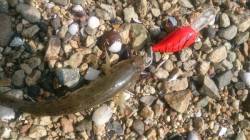 淀川河口　ルアーで狙うハゼゲーム