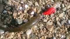 ライトゲーム期待の新星！ハゼクランキング！【K.Takemasa氏　連載記事】