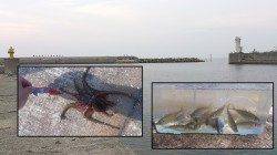 佐野漁港サビキで小アジ&タコエギでタコ