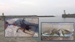 佐野漁港サビキで小アジ&タコエギで…