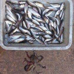 佐野漁港サビキで小アジ&タコエギでタコ