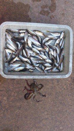 佐野漁港サビキで小アジ&タコエギでタコ