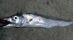 日高港湾のタチウオ情報〜いいサイズのタチウオをワインドでゲット♪