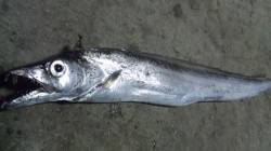 日高港湾のタチウオ情報〜いいサイズのタチウ…