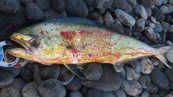 朝の煙樹ヶ浜でシイラ〜ルアーチェンジを繰り返してゲット！