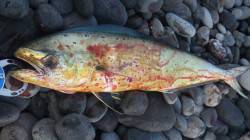 朝の煙樹ヶ浜でシイラ〜ルアーチェンジを繰り…