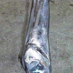 南塩屋にてワインドでタチウオ〜ガツンと待望のアタリ！