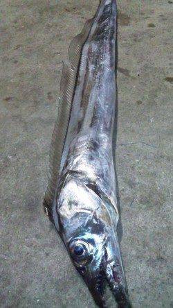 南塩屋にてワインドでタチウオ〜ガツンと待望のアタリ！