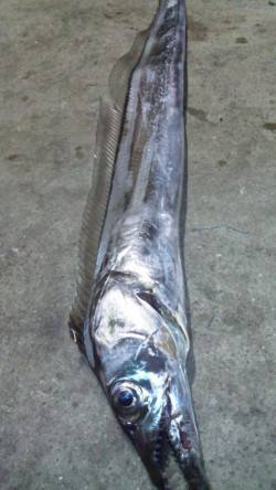 南塩屋にてワインドでタチウオ〜ガツンと待望…