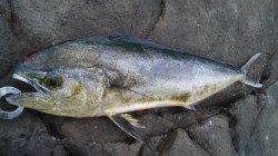 小浦にて磯でのルアー釣りに初挑戦〜シイラ８０㎝ゲット！