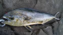 小浦にて磯でのルアー釣りに初挑戦〜シイラ８…