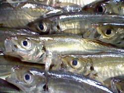 間人　初心者でもサビキのアジ楽しめますよ