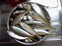 間人　初心者でもサビキのアジ楽しめますよ